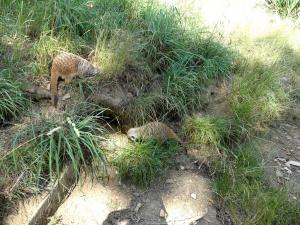 Suricate