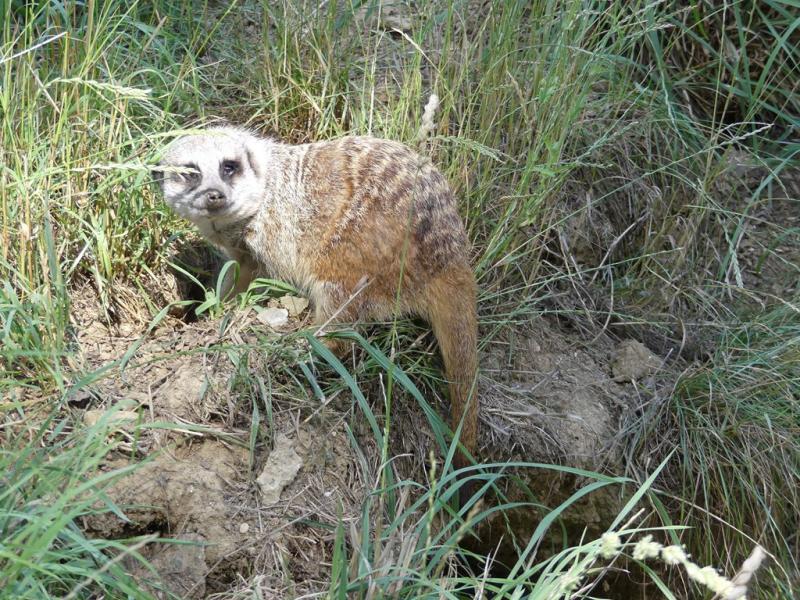 Suricate