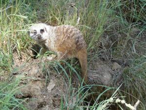Suricate