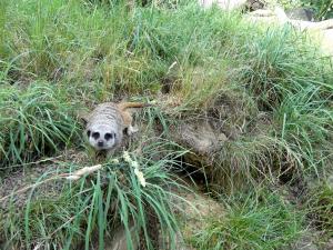Suricate