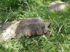 Tortue sillonnée