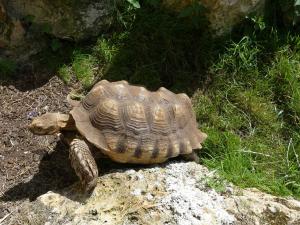 Tortue sillonnée