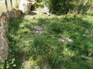 Tortue sillonnée