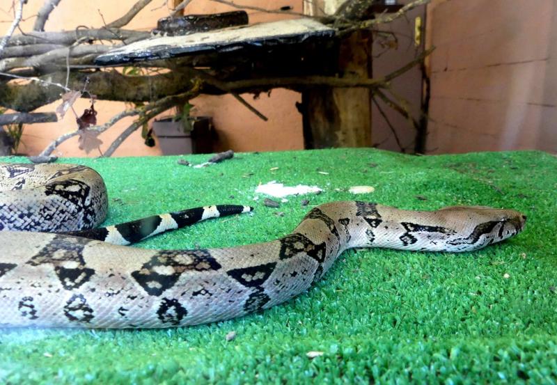 Boa constrictor