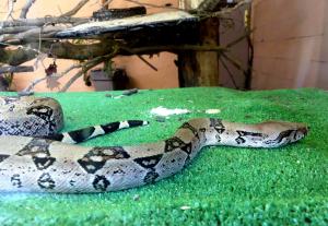 Boa constrictor