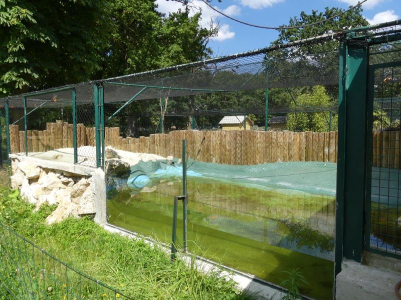 Crocodile du Nil