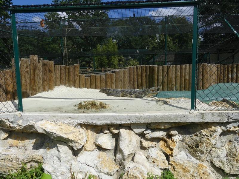 Crocodile du Nil