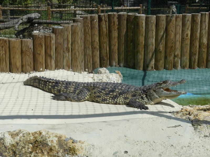 Crocodile du Nil