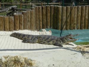 Crocodile du Nil