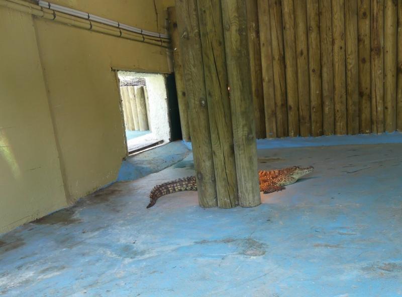 Crocodile du Nil