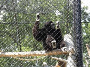 Gibbon à mains blanches