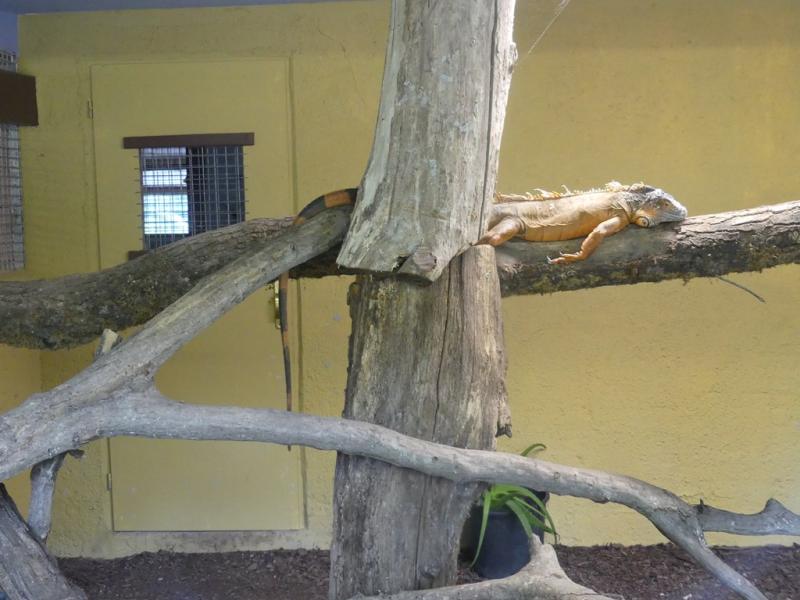 Iguane vert