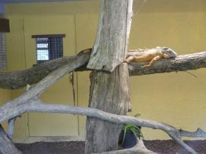 Iguane vert