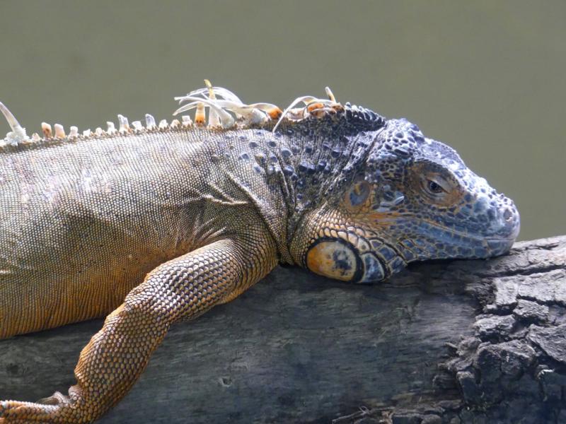 Iguane vert