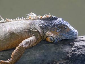 Iguane vert