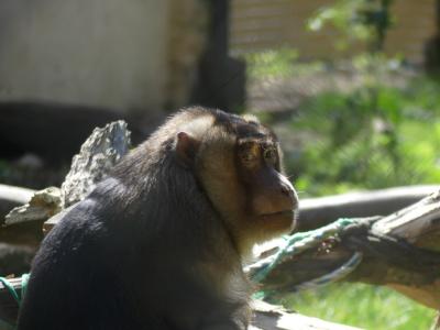Macaque à queue de cochon