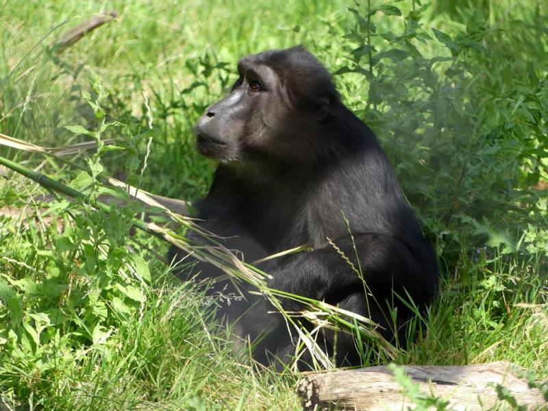 Macaque de Tonkean