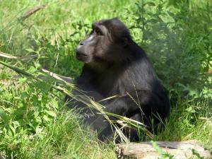 Macaque de Tonkean