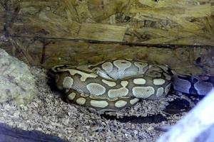 Python molure