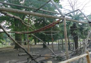 Tamarin de Goeldi