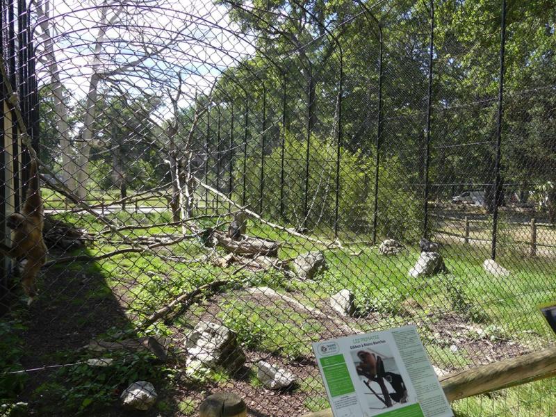 Volière des singes