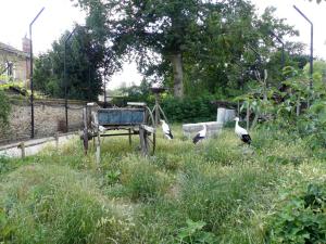 Cigogne
