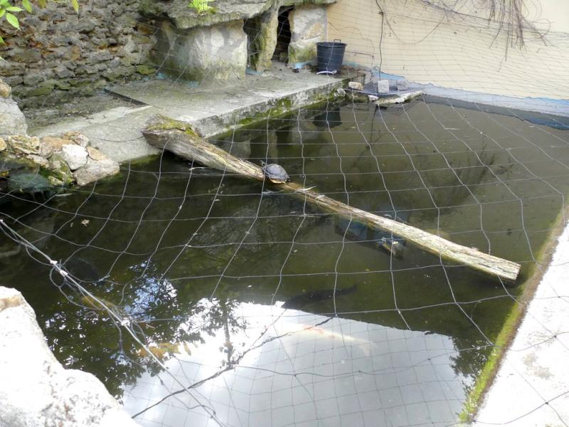 Tortue de Floride