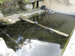 Tortue de Floride