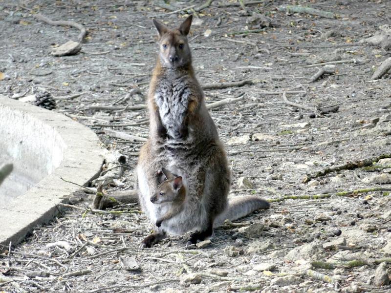 Wallaby de Bennett