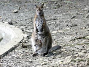Wallaby de Bennett