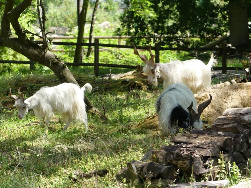 Chèvre girgentana