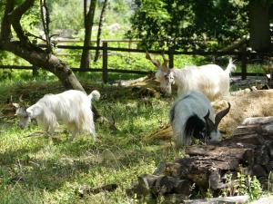 Chèvre girgentana
