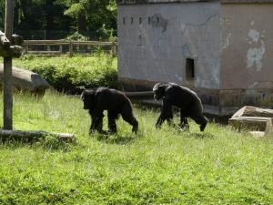Chimpanzé