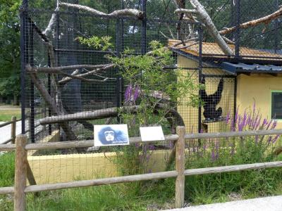 Gibbon à mains blanches