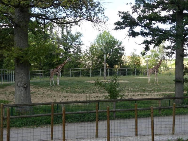 Girafe de Rothschild