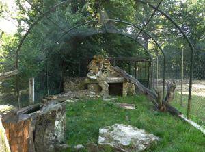 Loutre asiatique