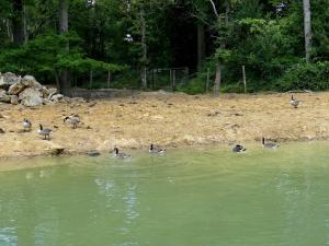 Oie à tête barrée (3)