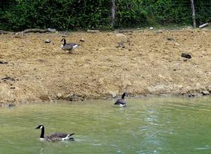Oie à tête barrée (2)