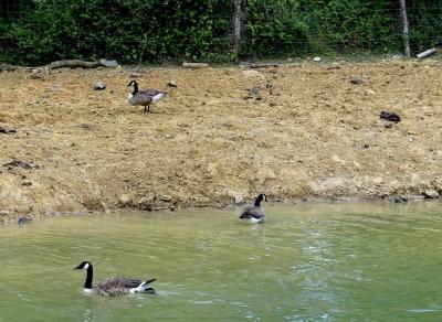 Oie à tête barrée