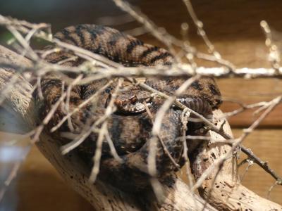 Couleuvre à 4 raies - 2017