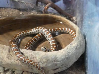 Couleuvre situla - 2017