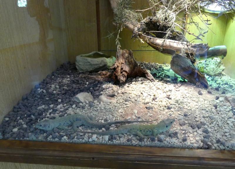 Lézard ocellé