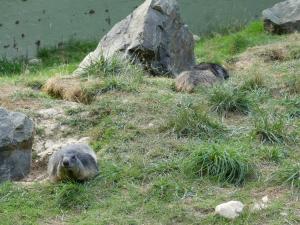 Marmotte