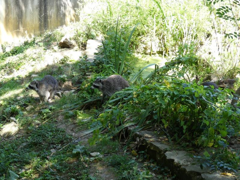 Raton laveur