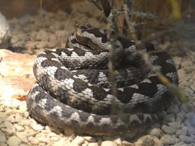 Vipère ammodyte - 2017