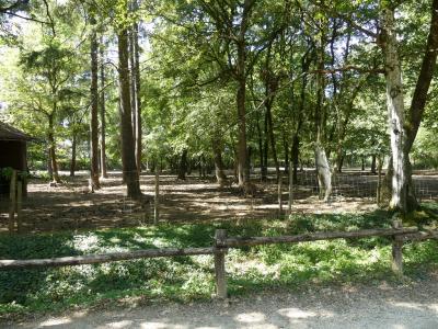 Bouquetin des Alpes - 2017