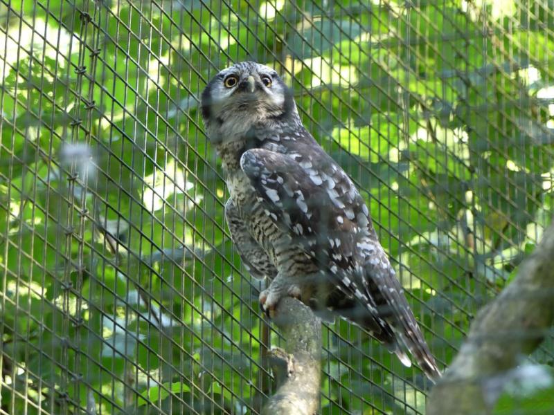 Chouette épervière