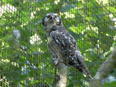 Chouette épervière - 2017