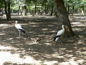 Cigogne blanche
