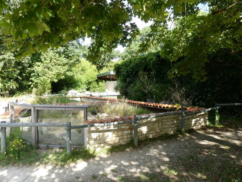 Lézard ocellé - Emyde lépreuse